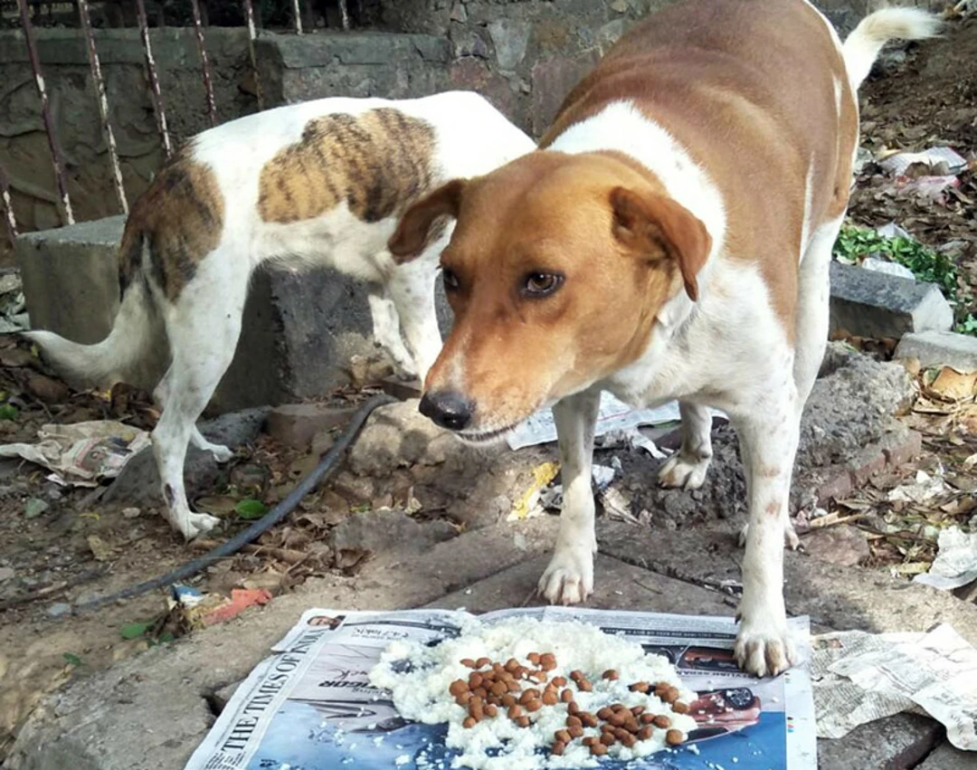 Stray Dog Feeding